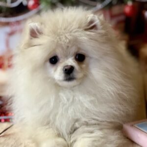 Mira Pomeranian Mira Pomeranian