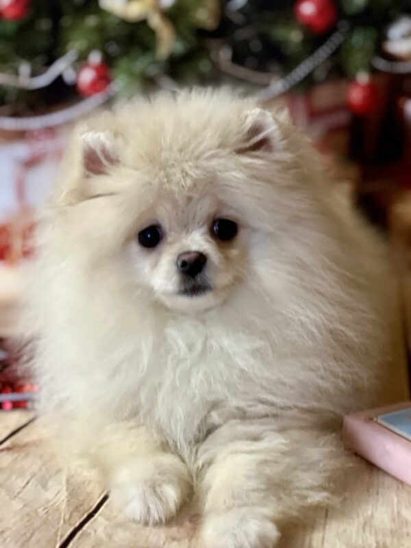 Mira Pomeranian Mira Pomeranian
