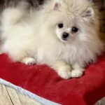 Mira-female-pomeranian-puppy-for-sale-1 (2)