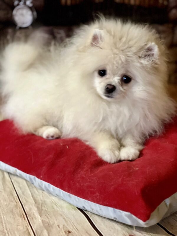 Mira Pomeranian Mira Pomeranian