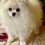 Mira-female-pomeranian-puppy-for-sale-1 (3)