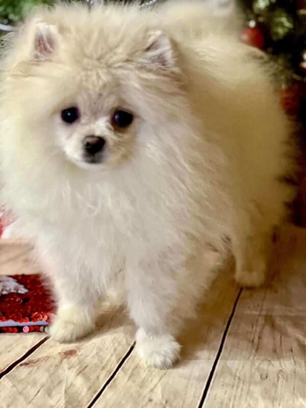 Mira Pomeranian Mira Pomeranian