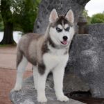 Nana-female-Siberian-husky-puppy-for-sale-1