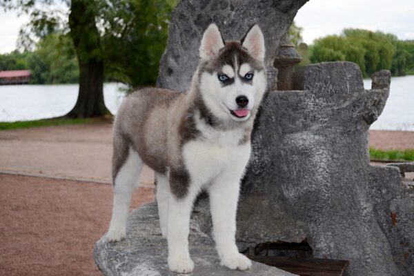 Nana Siberian Husky Nana Siberian Husky