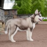 Nana-female-Siberian-husky-puppy-for-sale-2