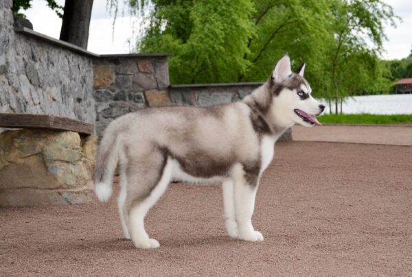 Nana Siberian Husky Nana Siberian Husky
