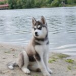 Nana-female-Siberian-husky-puppy-for-sale-3