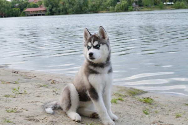 Nana Siberian Husky Nana Siberian Husky
