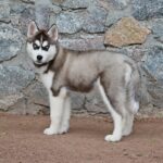 Nana-female-Siberian-husky-puppy-for-sale-4