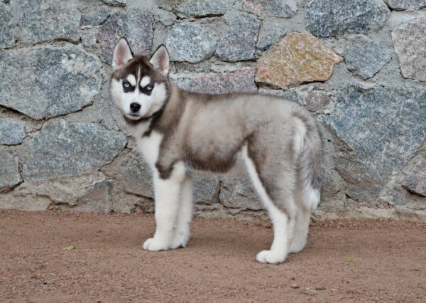 Nana Siberian Husky Nana Siberian Husky