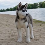 Nana-female-Siberian-husky-puppy-for-sale-5