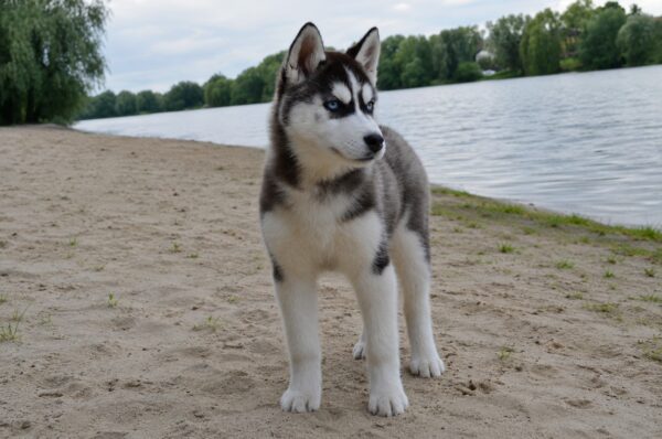 Nana Siberian Husky Nana Siberian Husky