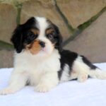 Nelson-male-Cavaler-puppy-for-sale-1
