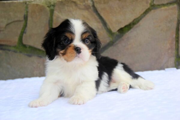 Nelson Cavalier King Charles Spaniel Nelson Cavalier King Charles Spaniel