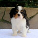 Nelson-male-Cavaler-puppy-for-sale-2