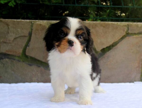Nelson Cavalier King Charles Spaniel Nelson Cavalier King Charles Spaniel