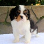 Nelson-male-Cavaler-puppy-for-sale-3