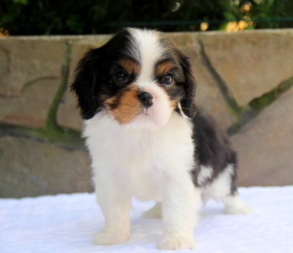 Nelson Cavalier King Charles Spaniel Nelson Cavalier King Charles Spaniel