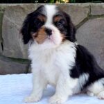 Nelson-male-Cavaler-puppy-for-sale-4