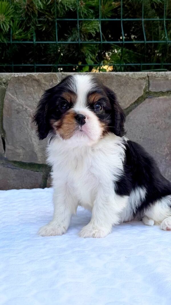 Nelson Cavalier King Charles Spaniel Nelson Cavalier King Charles Spaniel