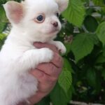 Neuron-male-chihuahua-puppy-for-sale-1 (1)(1)