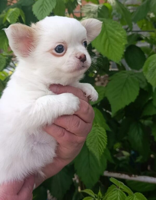 Neuron Chihuahua Neuron Chihuahua