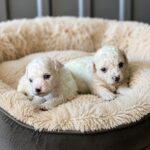 New-Litter-Bichon-Frise-puppy-for-sale-2