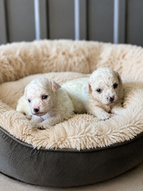 New Litter Bichon Frise New Litter Bichon Frise
