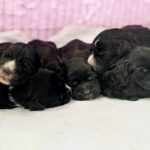 New-Litter-English-Cocker-Spaniel-puppy-for-sale-1