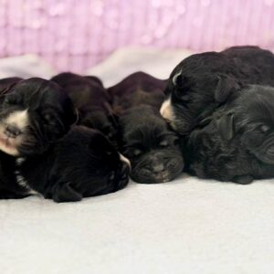 New Litter English Cocker Spaniel New Litter English Cocker Spaniel