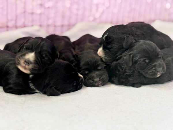 New Litter English Cocker Spaniel New Litter English Cocker Spaniel