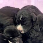 New-Litter-English-Cocker-Spaniel-puppy-for-sale-2