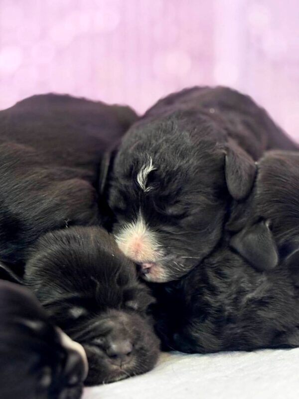 New Litter English Cocker Spaniel New Litter English Cocker Spaniel