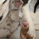 New-Litter-Great-Dane-puppy-for-sale-1