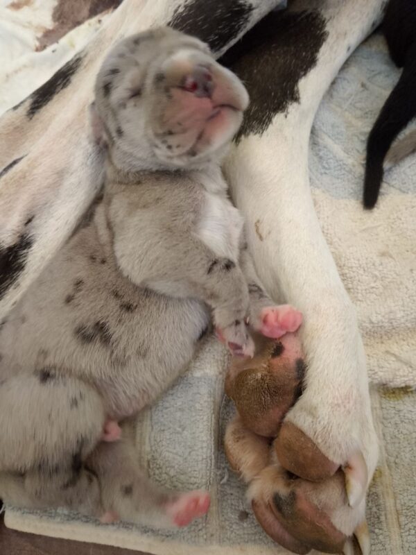 New Litter Great Dane New Litter Great Dane