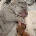 New-Litter-Great-Dane-puppy-for-sale-2