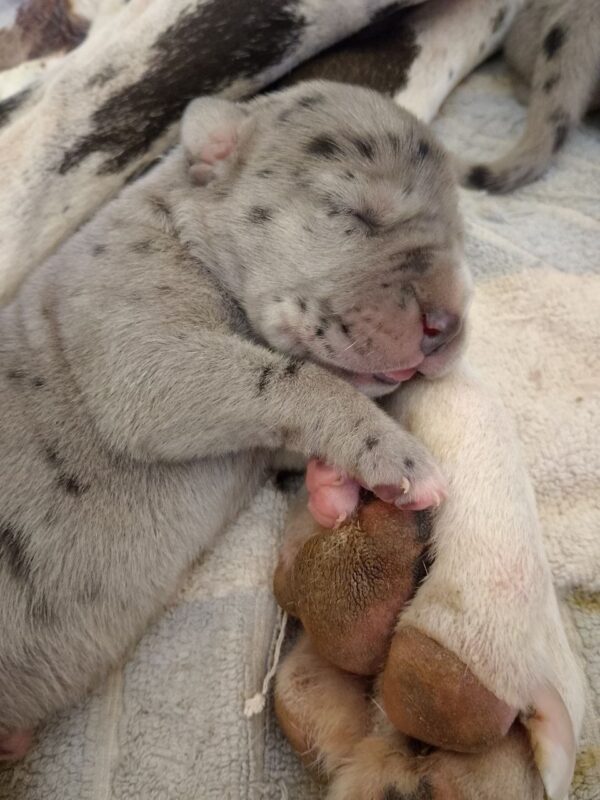 New Litter Great Dane New Litter Great Dane
