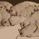 New-litter-white-swiss-shepherd-puppy-for-sale- (1)