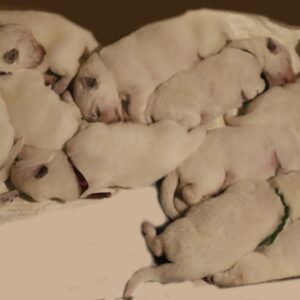 New Litter White Swiss Shepherd New Litter White Swiss Shepherd