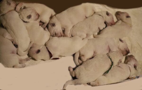 New Litter White Swiss Shepherd New Litter White Swiss Shepherd
