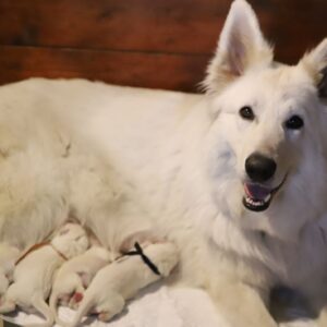 New Litter White Swiss Shepherd New Litter White Swiss Shepherd