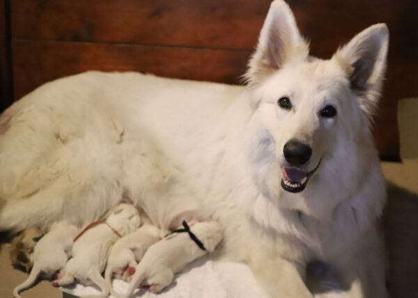 New Litter White Swiss Shepherd New Litter White Swiss Shepherd