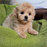 Newill-male-Maltipoo-puppy-for-sale-1