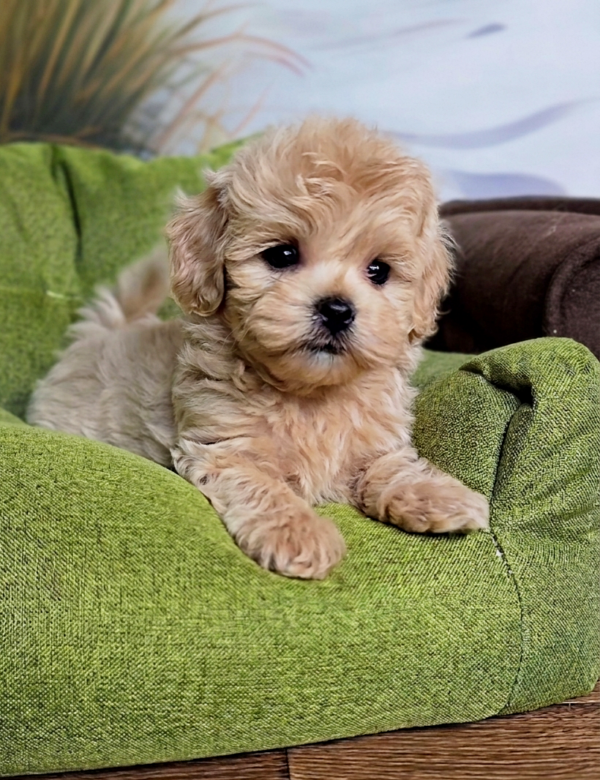 Newill Maltipoo Newill Maltipoo
