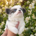 Nike-male-chihuahua-puppy-for-sale-1 (2)(1)