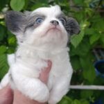 Nike-male-chihuahua-puppy-for-sale-1 (4)(1)