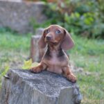 Nimpha-female-miniature-dachshund-puppy-for-sale- (1)