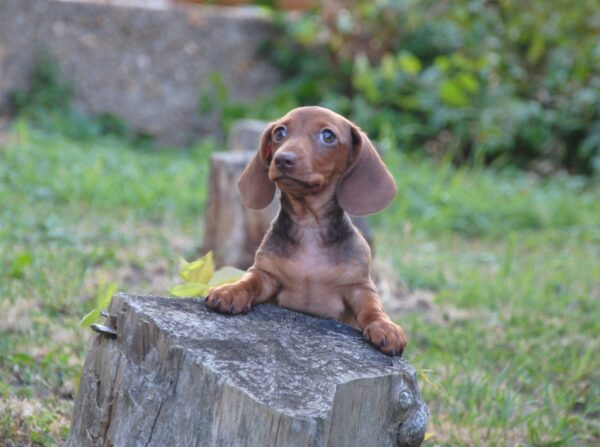 Nimpha Miniature Dachshund Nimpha Miniature Dachshund