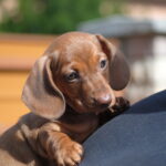 Nimpha-female-miniature-dachshund-puppy-for-sale- (1)