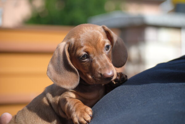 Nimpha Miniature Dachshund Nimpha Miniature Dachshund